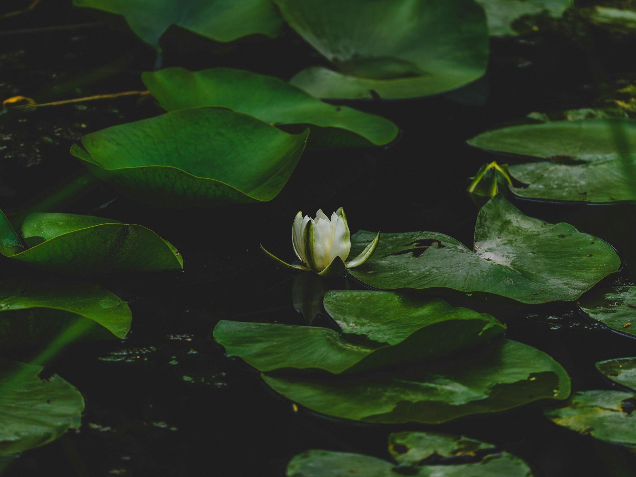 Zen flower